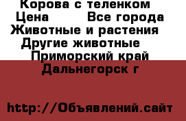 Корова с теленком › Цена ­ 69 - Все города Животные и растения » Другие животные   . Приморский край,Дальнегорск г.